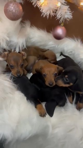Absolutely adorable and healthy KC REGISTERED Miniature dachshund babies in Wolverhampton