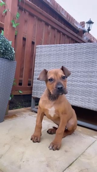 Staffy Cross in London