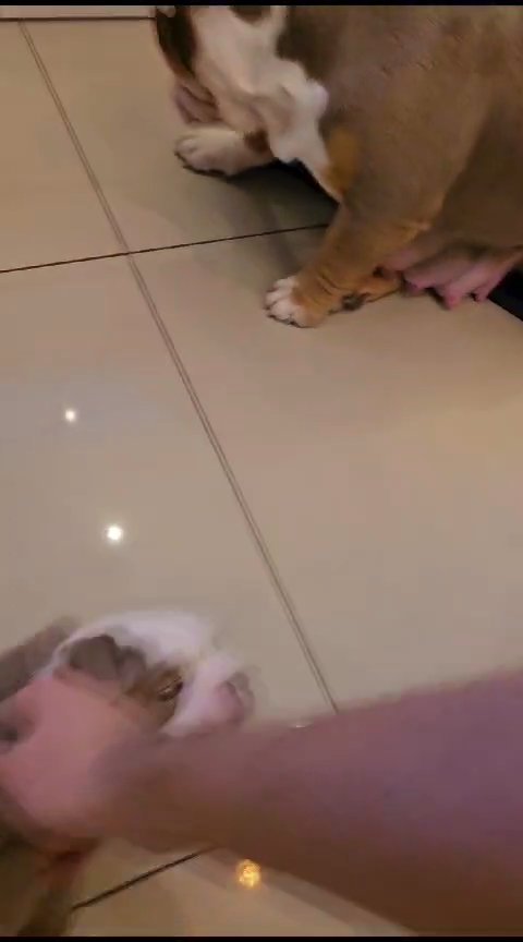 stunning  English bulldog puppies in Redditch