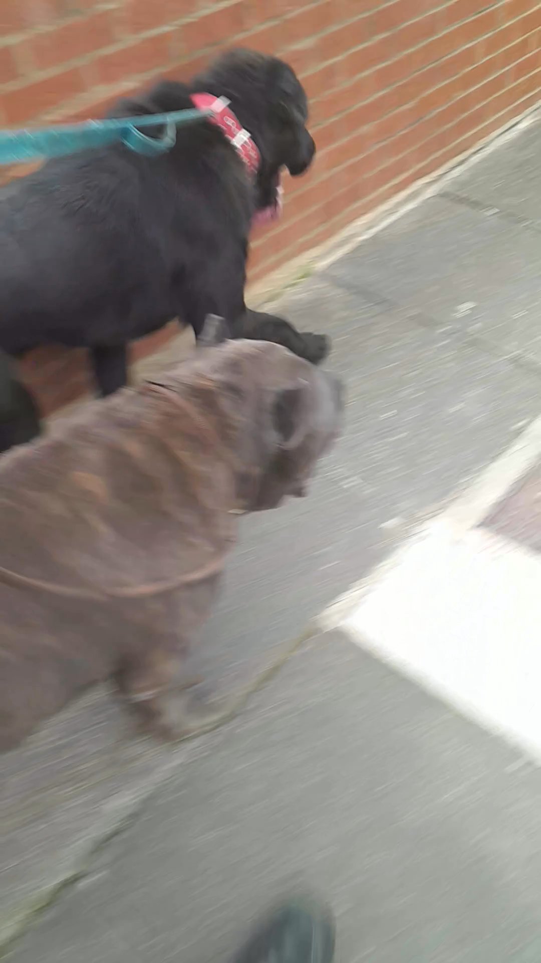 central asian shepherd male in Darlington