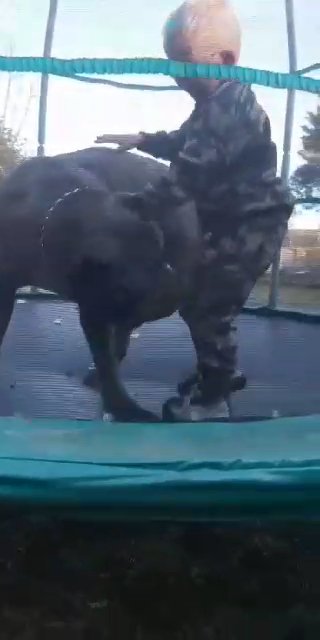 cane corso stud in Darlington