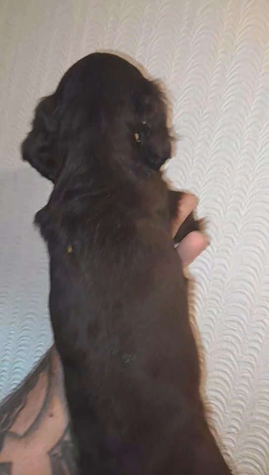 spaniel in Darlington