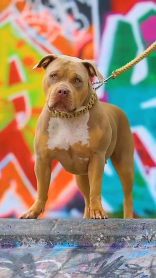 Female Lilac Tri American Bully in Sheffield