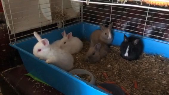 2 Months Old Rabbits in Wiltshire