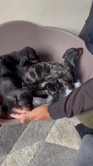 Miniature Dachshund Puppies in Manchester