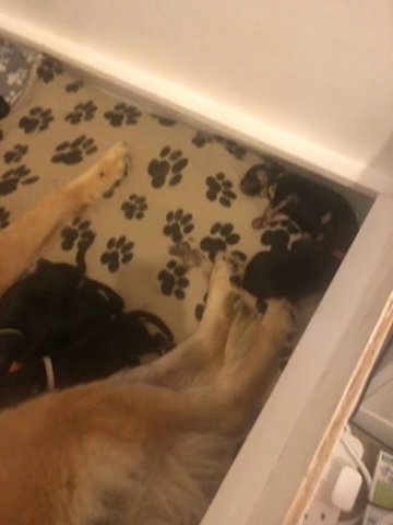 German Shepherd Puppies in Blackpool