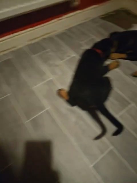 **last 2 rottweiler girls left** in Wellingborough