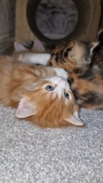 WONDERFUL KITTENS FOR SALE in London