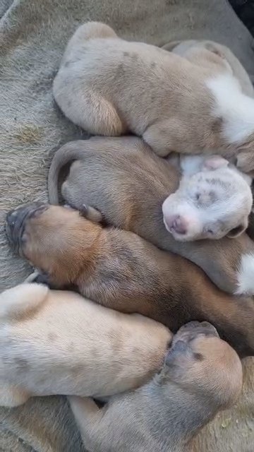 beautiful mastiff puppies in St Albans