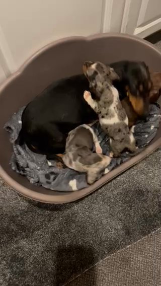 Miniature Dachshund Puppies in Manchester