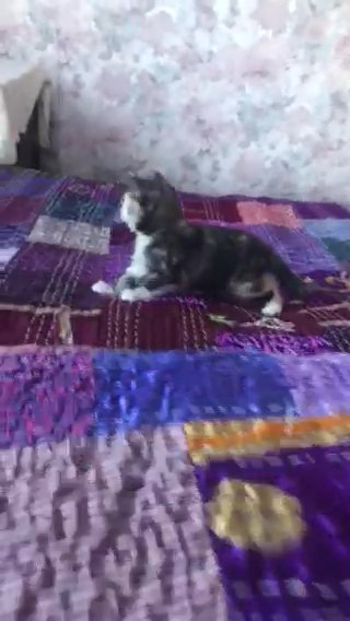 One Straight ears Scottish Fold Left Ready On The 23.12.23 in Birmingham