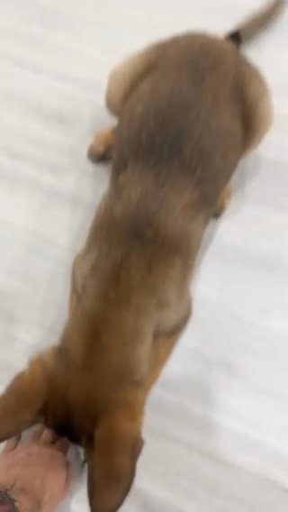 Belgian Malinois Puppy in London
