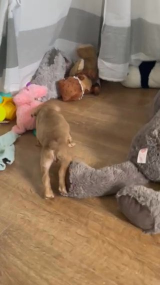 Staffy Bullmastiff Puppies For Sale in London