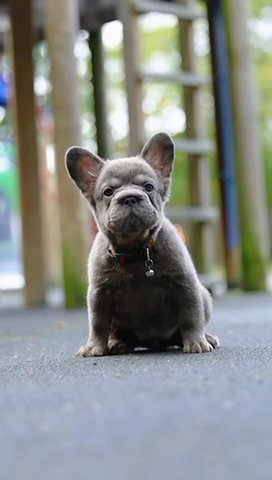 Fluffy French Bulldog in Basildon