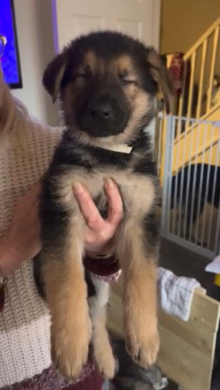 German Shepherd Puppies in Nottingham
