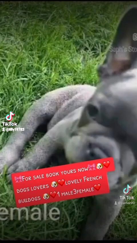 reduce french  bulldog in Wolverhampton