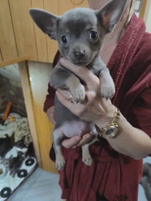 Lilac chi boy in Preston