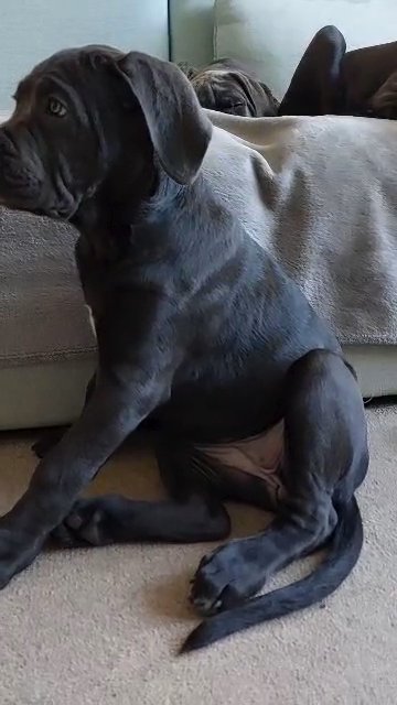 Cane Corso female, Cane Corso female, fully vaccinated and potty trained in London