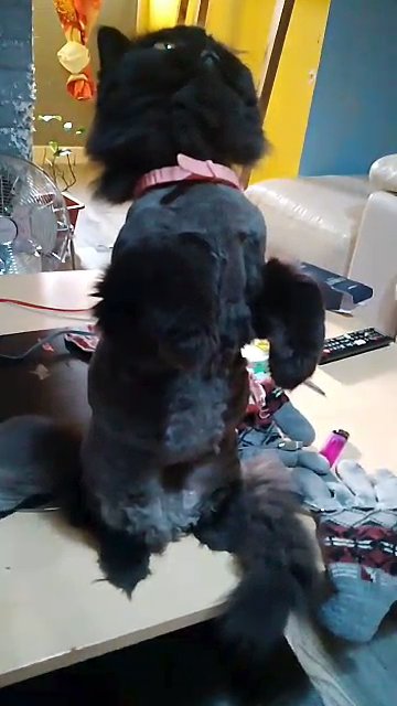 Black Persian Princess in Cardiff