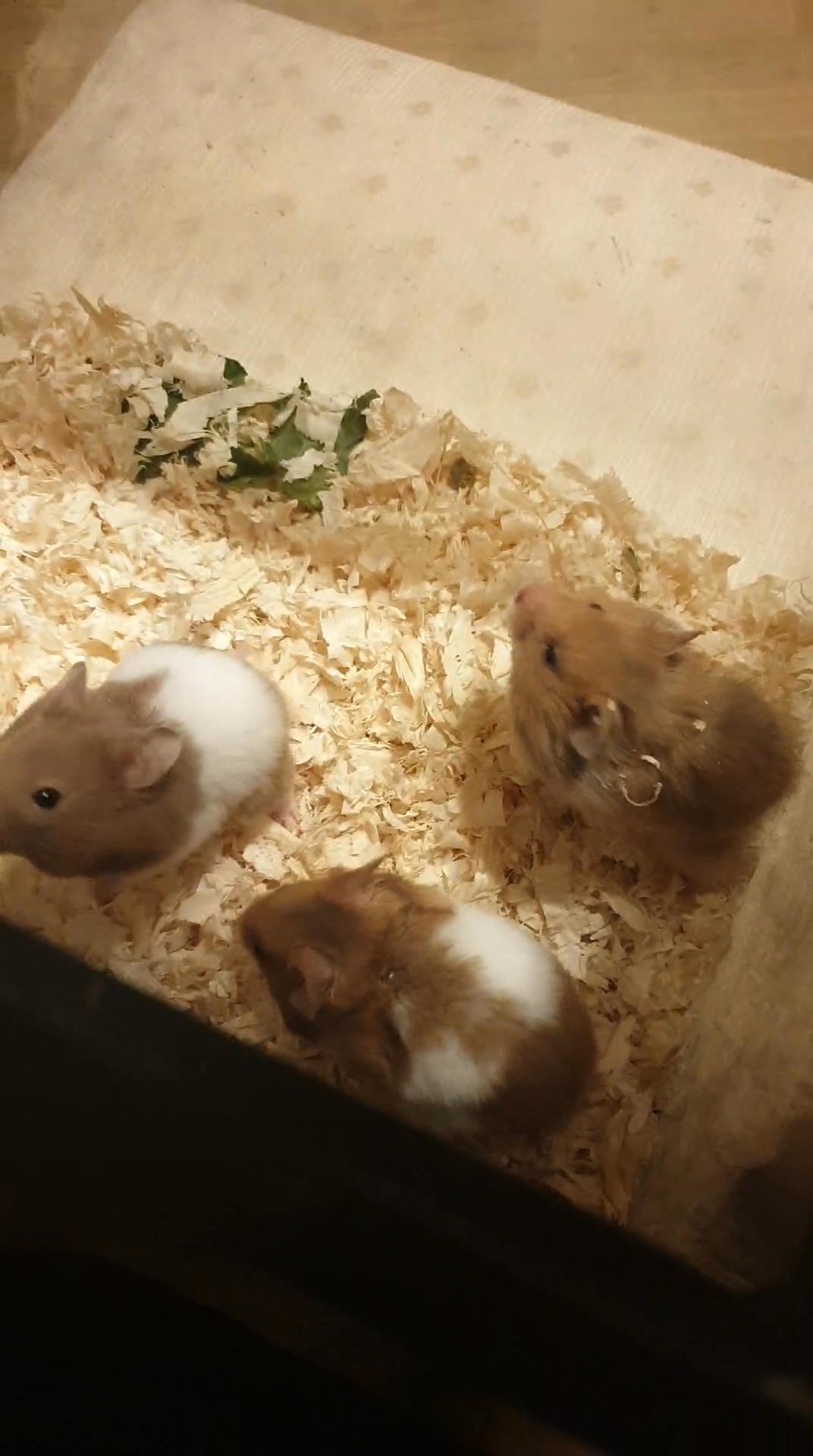 baby hamsters in Thurrock