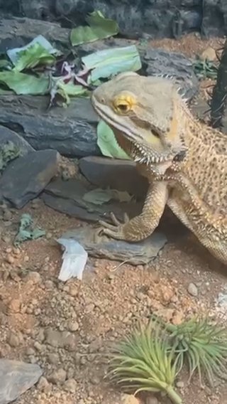 Bearded Dragon in Newcastle upon Tyne