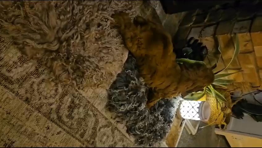 Fox red cockapoos show type health tested LAST BOY AVAILABLE in Southampton