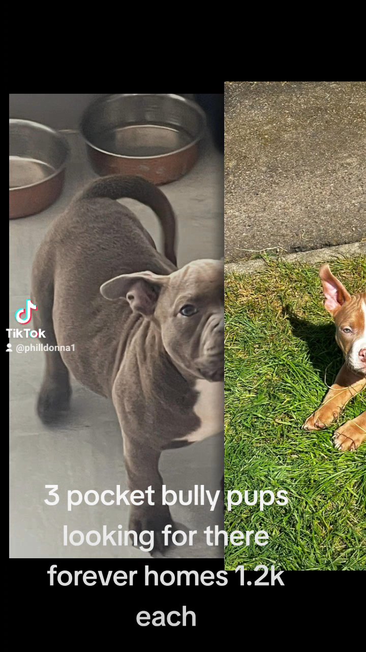 beautiful pocket bully pup boy in Derby