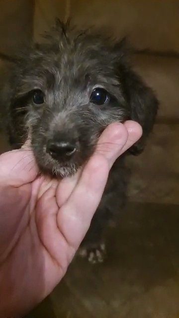 jackapoo x chinese crested in Walsall