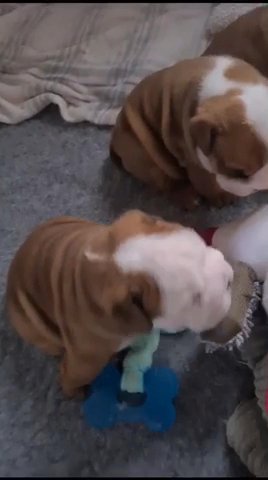 English bulldog puppies in Redditch