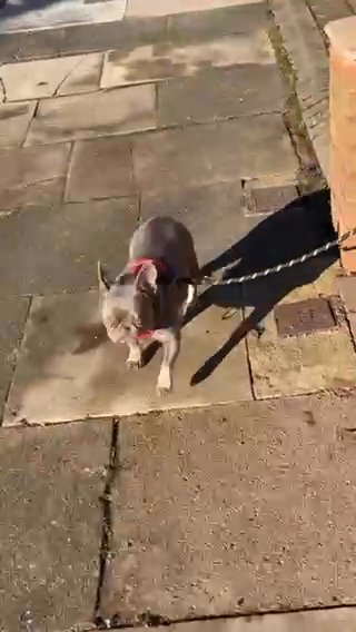 MICRO FRENCH BULLDOG FEMALE in Birmingham