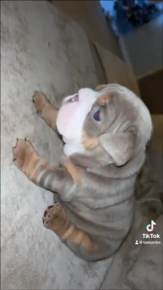 Stunning English Bulldog Puppies For Sale in Leeds