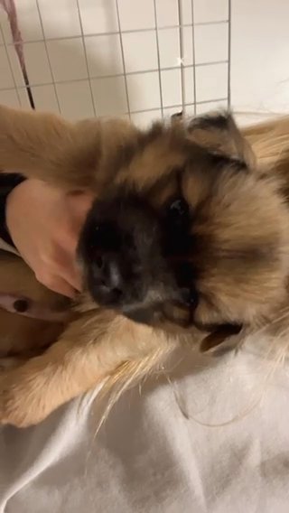 Spitz And Pomeranian Mix For More Information Please Contact Me in London