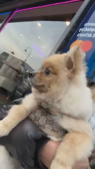Pomeranian in Cheshire West and Chester