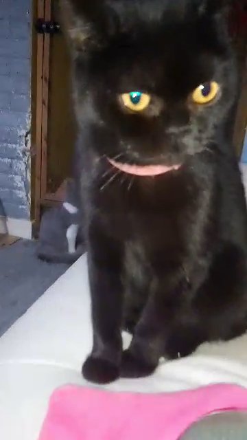 GCCF Registered Pedigree British shorthair in Cardiff