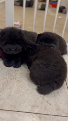 Chow Chow ABKC Registered Pups 2 Left in Milton Keynes