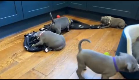 Staffordshire Bull Terrier Puppies in Medway