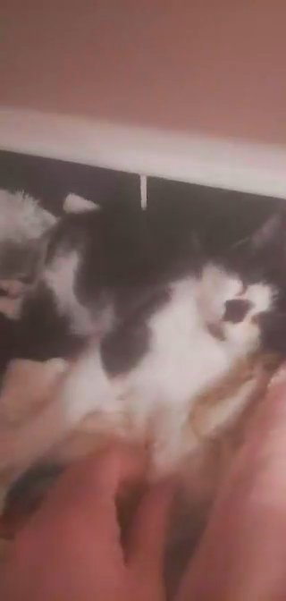 2 kittens make and female in Manchester