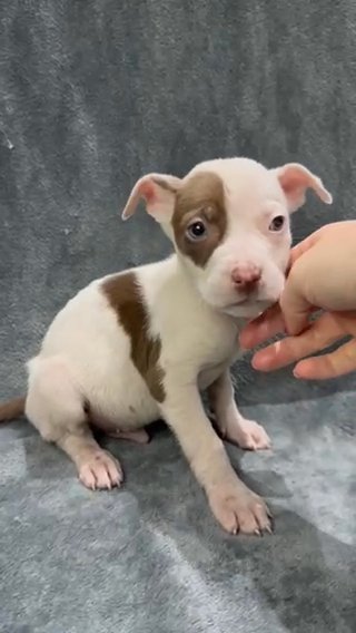 Staffordshire Bull Terrier Puppies in Bradford