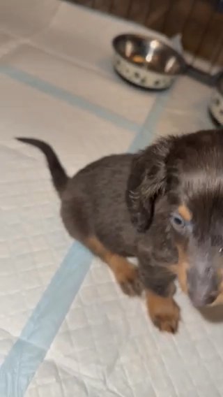 Health Clear Mini Dachshund Babies in London