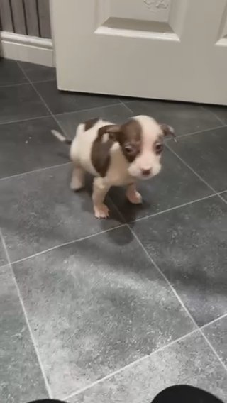 Staffordshire Bull Terrier Puppies in Bradford