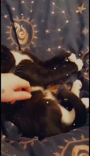 kitten in Nuneaton & Bedworth