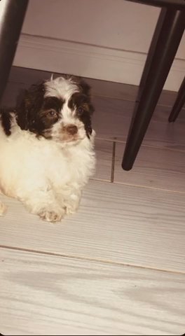 Shihpoo Puppy in Blackpool