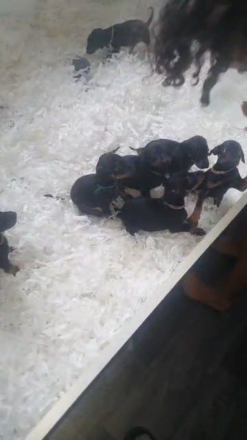 REDUCED european doberman puppies in Ashford