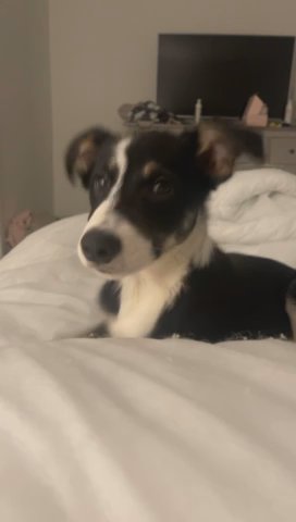 female border collie in Cheshire West and Chester