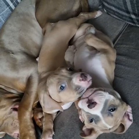 puppies in London