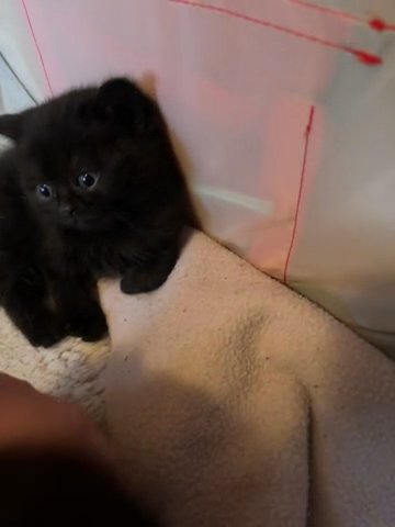 BRITISH SHORTHAIR KITTENS, SMOKEY BLACK in Walsall