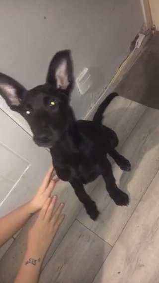 Female Belgian Mali in London