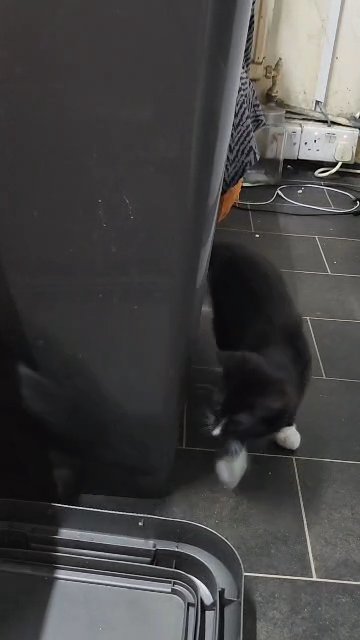 cats in London
