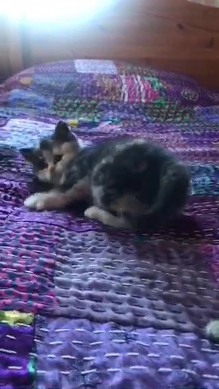 Only One Female Straight Scottish Fold Left Ready For Her Forever Home To Leave in Birmingham
