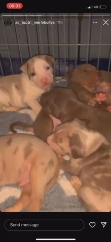 Beautiful American Bully Pups in London